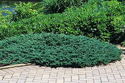Juniper Blue Chip | Live Gallon Size Plants | Juniperus Horizontalis | Evergreen Cold Hardy Drought Tolerant Groundcover