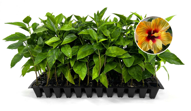 Hibiscus Red & Yellow | Live Plants | Hibiscus Rosa|Sinensis | Vibrant Blooms | Garden Favorites