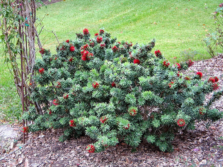 Little John Dwarf Bottlebrush | Large Gallon Size Plant | Callistemon Compact Heavy Blooming Shrub
