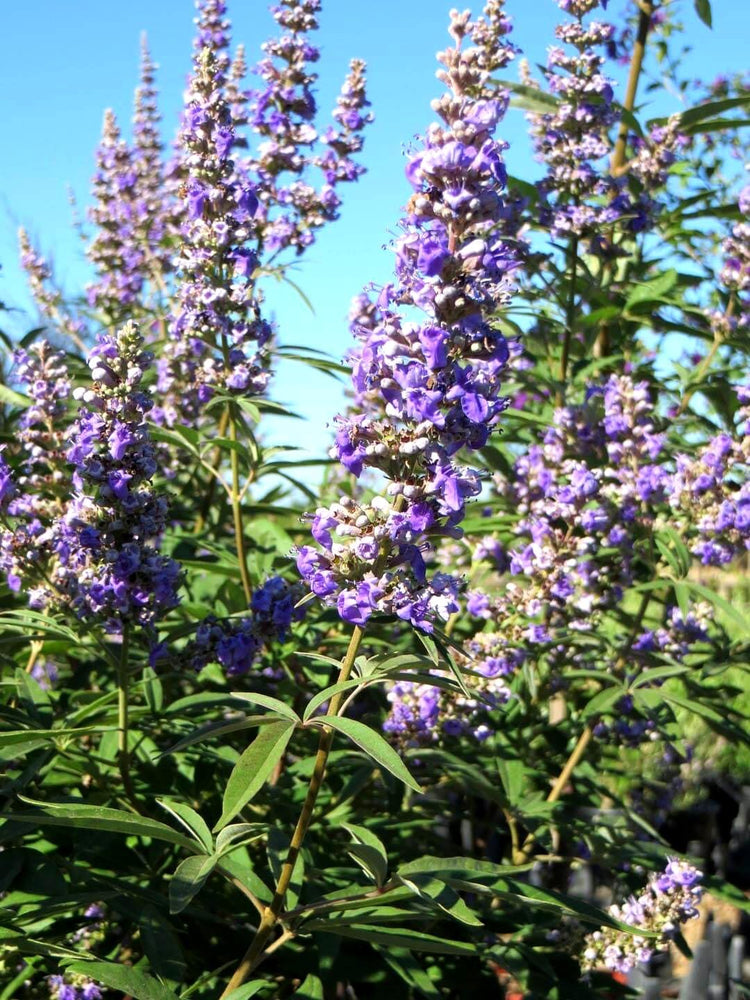Chaste Tree | Large Gallon Size Pots | Vitex Agnus|Castus | Flowering Ornamental Shrub | Drought|Tolerant Garden Plants
