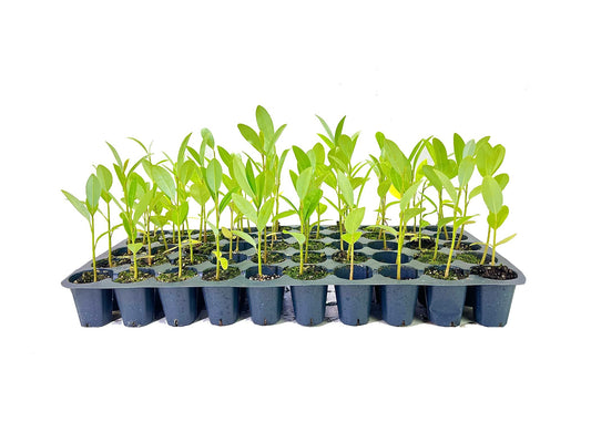 Sweet Bay Magnolia Tree | Magnolia Virginiana | 20 Live Plants | Beautiful Ornamental Specimen