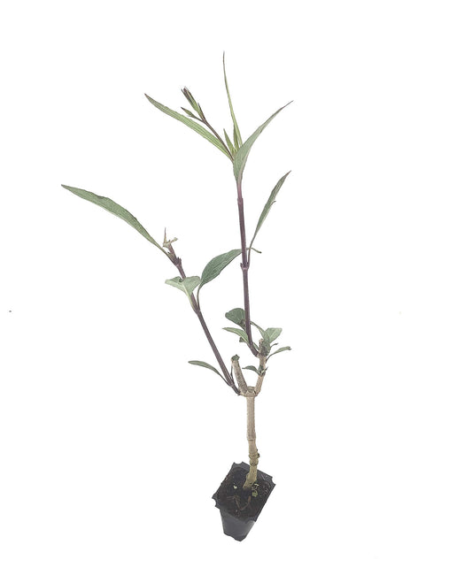 Mexican Petunia Purple | Live Plants | Ruellia Brittoniana | Purple Flowering Landscape Pollinator | Heat Tolerant Groundcover | Outdoor Perennial for Gardens Borders Walkways Containers