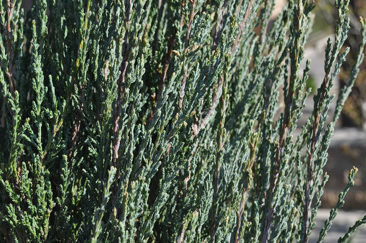 Blue Arrow Juniper | Live Trees | Juniperus Scopulorum | Formal Evergreen Privacy Screen