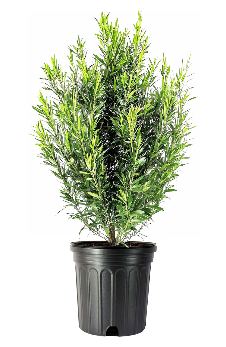 Podocarpus Macrophyllus | Extra Large 3 Gallon Plant | Japanese Yew | Low Maintenance Live Evergreen Privacy Hedge Shrub