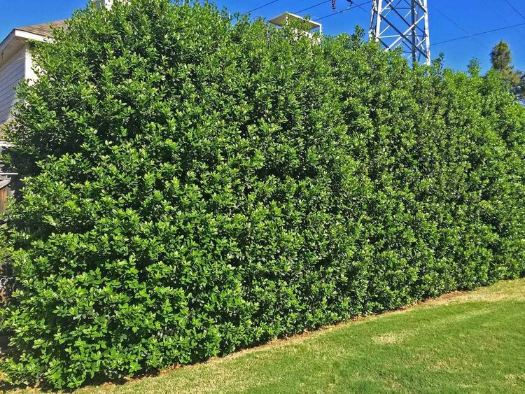 Nellie R. Stevens Holly | 40 Live Trees | Evergreen Privacy Screening Hedge Plants | Ilex