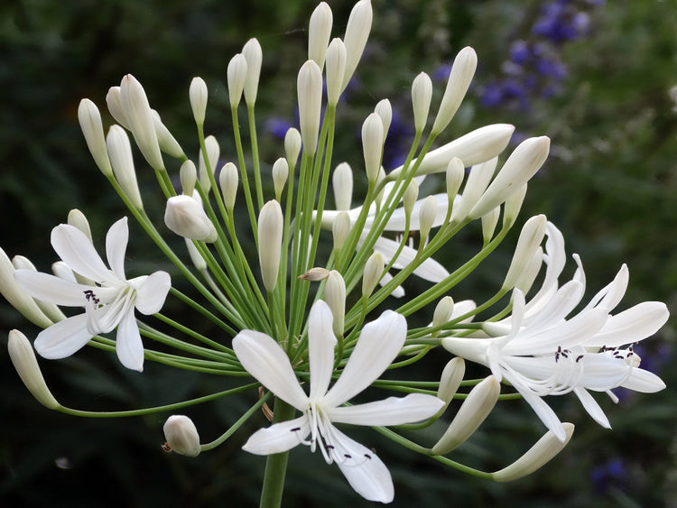 Agapanthus Getty White | Live Plants | Blooming Groundcover Grass