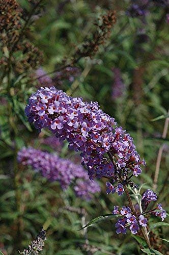 Buddleia Nanho Blue | Live Plants | Blooming Butterfly Bush