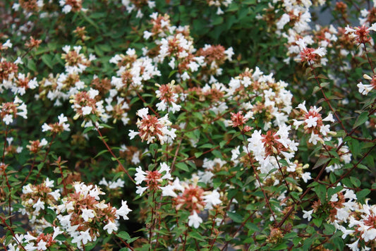 Abelia Chinensis Rose Creek | Live Plants | Flowering Deer Resistant Butterfly Attracting Shrub