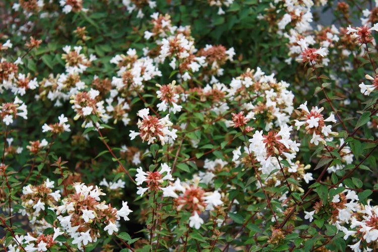 Abelia Chinensis Rose Creek | Live Plants | Flowering Deer Resistant Butterfly Attracting Shrub