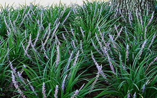 Evergreen Giant Liriope Muscari | Live Plants | Drought Tolerant Low Maintenance Evergreen Groundcover Grass