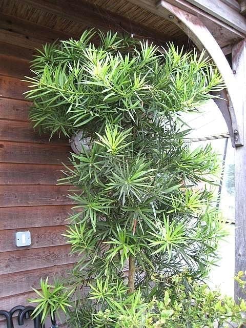 Podocarpus Macrophyllus I Large Gallon Size Plants I Japanese Yew I Live Evergreen Yew Pine | Perfect for Landscaping and Privacy Screens