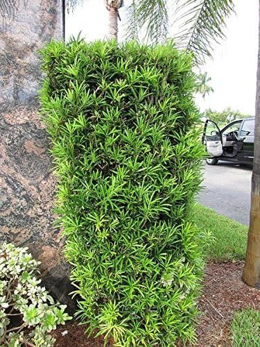 Podocarpus Macrophyllus I Large Gallon Size Plants I Japanese Yew I Live Evergreen Yew Pine | Perfect for Landscaping and Privacy Screens