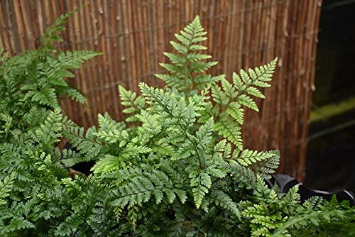 White Paw Fern | Live Plants | Davallia Tyermanii | Indoor Outdoor Tropical Foliage | Fuzzy Root Houseplant | Exotic Decorative Greenery | Pet Safe