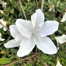 Azalea GG Gerbing | Extra Large 3 Gallon Plants | Lush & Radiant White Blooms, Hardy & Versatile, Ideal for Indoor/Outdoor Planting & Decor