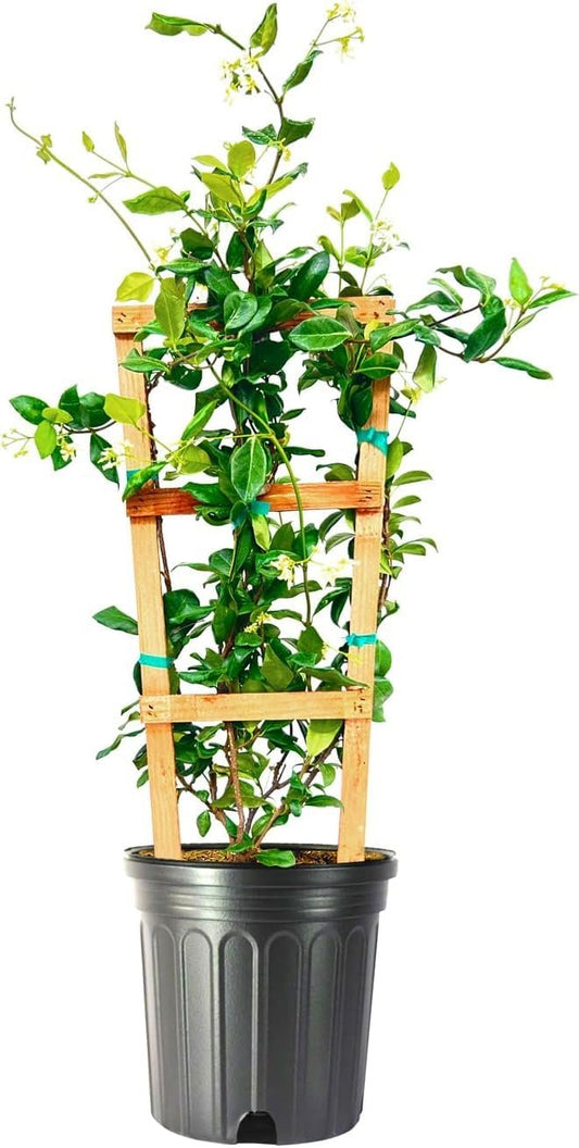Star Jasmine | Extra Large 3 Gallon Plants | Trachelospermum Jasminoides | Fragrant Climbing Vine | Ideal for Trellises and Arbors