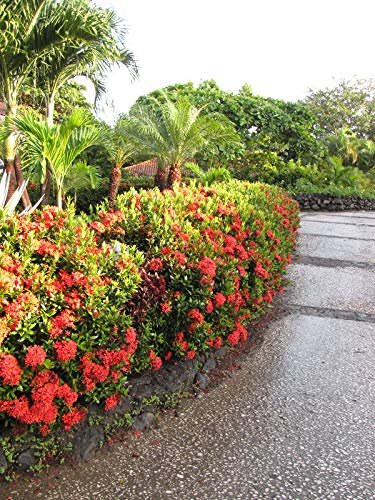 Ixora Maui Red I Large Gallon Size Plant I Rubiaceae Ixora Coccinea | Live Lush Red Cluster Blooms, Heat and Drought Tolerant, Ideal for Tropical and Subtropical Gardens