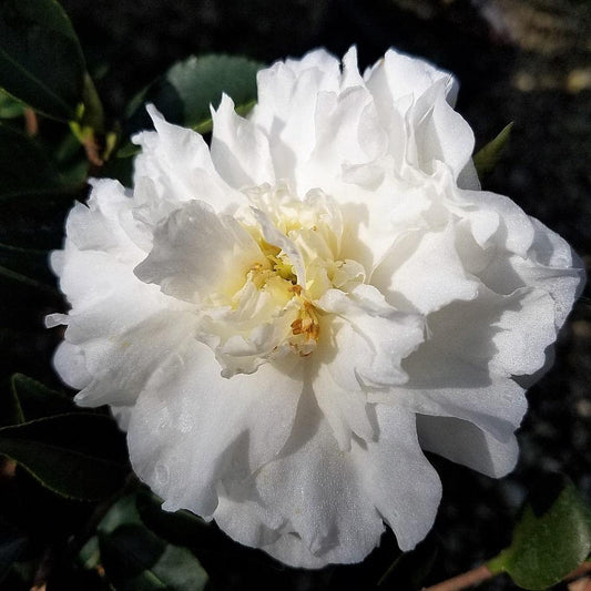 Camellia Sasanqua Mine|No|Yuki I Extra Large 3 Gallon Plant I White Flowering Snow|White Blooms, Live Plant for Gardens & Landscapes, Winter Blooming Elegance for Year|Round Greenery