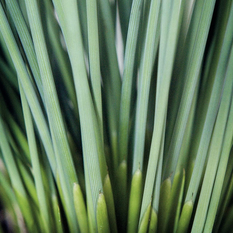 Blue Arrows Rush Grass | Live Gallon Size Plant | Juncus Inflexus | Drought Tolerant Low Maintenance Ornamental