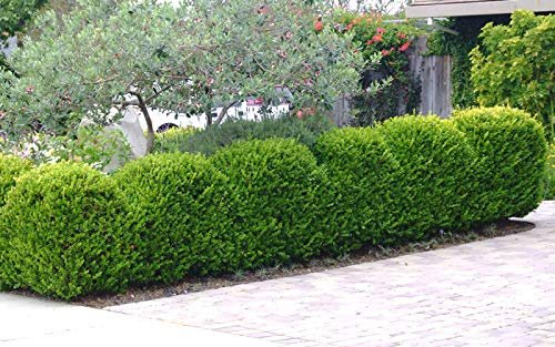 Japanese Boxwood | Live 4 Inch Pots | Buxus Microphylla | Formal Evergreen Low Maintenance Hedge Plants