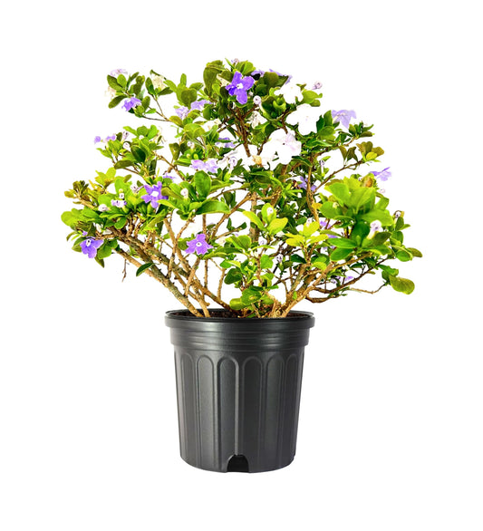 Yesterday Today Tomorrow | Extra Large 3 Gallon Plants | Brunfelsia pauciflora | Fragrant Blooms | Full Sun to Partial Shade