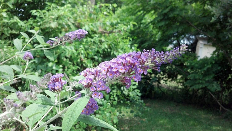 Buddleia Nanho Blue - Live Plants - Blooming Butterfly Bush