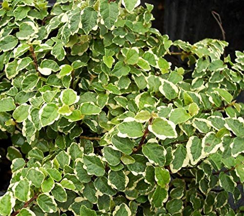Variegated Creeping Fig Vine | Ficus Pumila Variegata | Live Fully Rooted 2 Inch Plants | Climbing Ivy