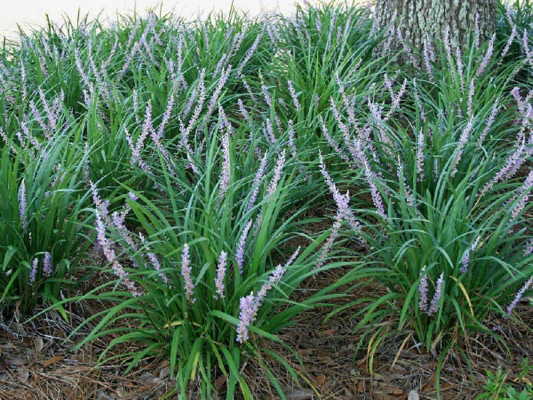 Emerald Goddess Liriope Muscari | Live Plants | Drought Tolerant Low Maintenance Evergreen Ground Cover Grass