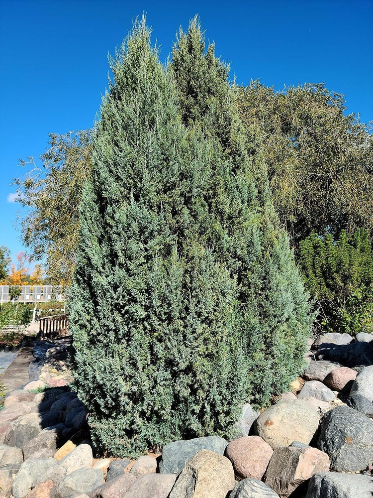 Medora Juniper | Live Gallon Size Plants | Perfect for Year|Round Landscaping, Privacy Screening, and Low Water Environments, Drought|Tolerant