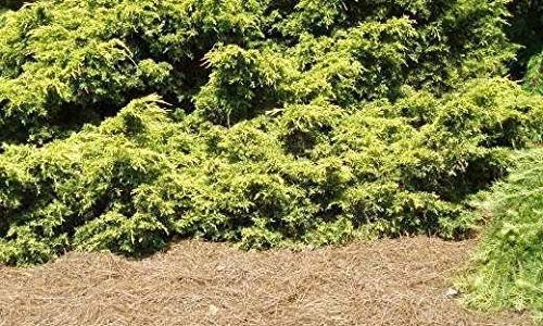 Saybrook Gold Juniper | Live Plants | Juniperus Chinensis | Hardy Evergreen Ground Cover
