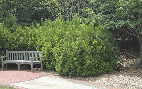 Anise Forest Green | Live Plants | Illicium Parviflorum | Shade Loving Evergreen Hedge