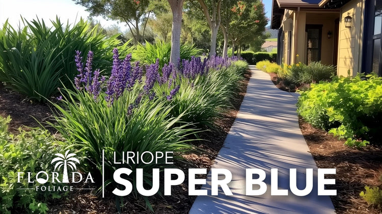 Super Blue Liriope Plants | Live 4 Inch Pots | Liriope Muscari | Ground Cover | Full Sun or Shade Tolerant