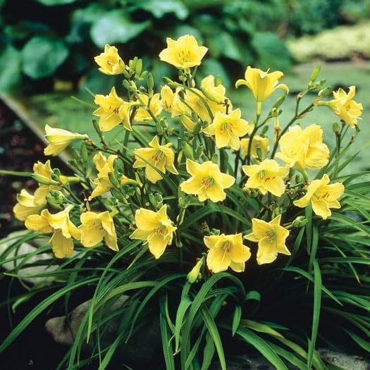 Daylily Happy Returns I Live 3 Inch Pots I Hemerocallis | Yellow Flowers | Perennial Garden Star, Easy|to|Grow for Continuous Floral Display