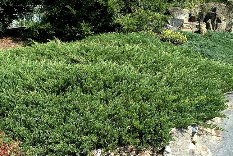 Juniper Andorra Compacta | Live 4 Inch Pot | Juniperus horizontalis ëAndorra Compactaí | Low|Growing Evergreen Ground Cover | Drought|Tolerant Landscaping Plants