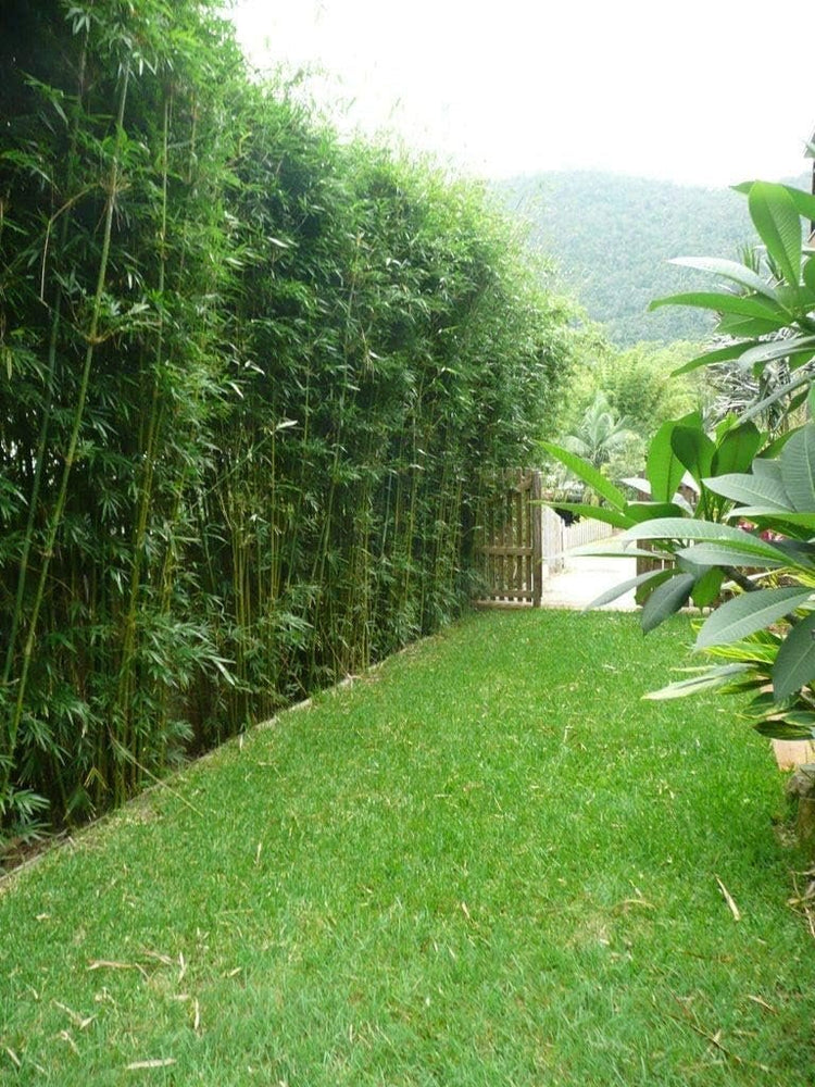 Graceful Bamboo Plant | Live Plants | Bambusa Textilis Gracilis | Privacy Screen Bamboo | Fast|Growing Ornamental Garden Plants