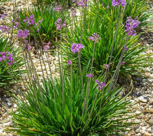 Society Garlic | Large Gallon Size Plants I Tulbaghia Violacea I Live Fragrant Purple Blooms & Edible Leaves, Easy|Care, Drought|Resistant Outdoor Herb
