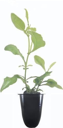 Plumbago Imperial Blue Plants | Live Seedlings | Plumbago Auriculata | Perfect for Bright Garden Displays | Hardy & Low Maintenance