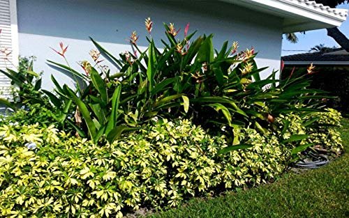 Arboricola Variegated Trinette | Extra Large 3 Gallon Plants | Schefflera arboricola 'Trinette' | Lush Foliage | Indoor/Outdoor Versatility