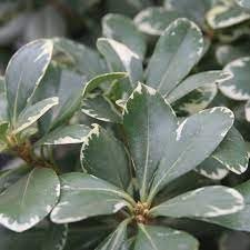 Pittosporum Variegated I Large Gallon Size Plants I Pittosporum Tobria Variegatum I Live Striking Two|Tone Foliage for All|Year Visual Interest, Ideal for Hedges, Borders