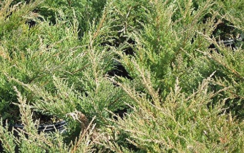 Nicks Compacta | Live 4 Inch Pots | Indoor and Outdoor Plant, Low Maintenance, Ideal for Container Gardening and Small Spaces