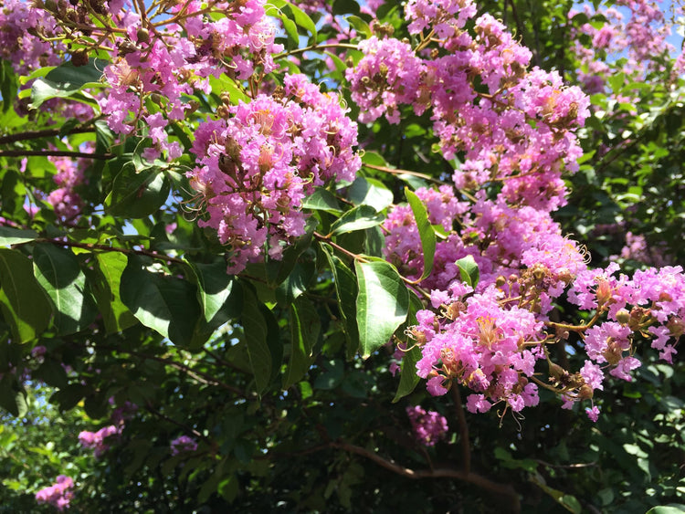 Crape Myrtle Muskogee | Extra Large 3 Gallon Plants | Lagerstroemia Indica | Beautiful Low Maintenance Lavender Blooming Tree