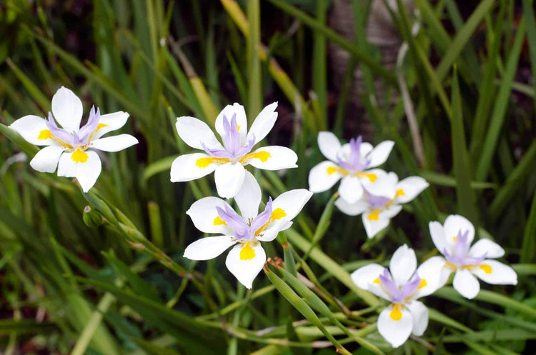 African Iris White | Live Plants | Dietes Iridioides | Drought Tolerant Groundcover Grass