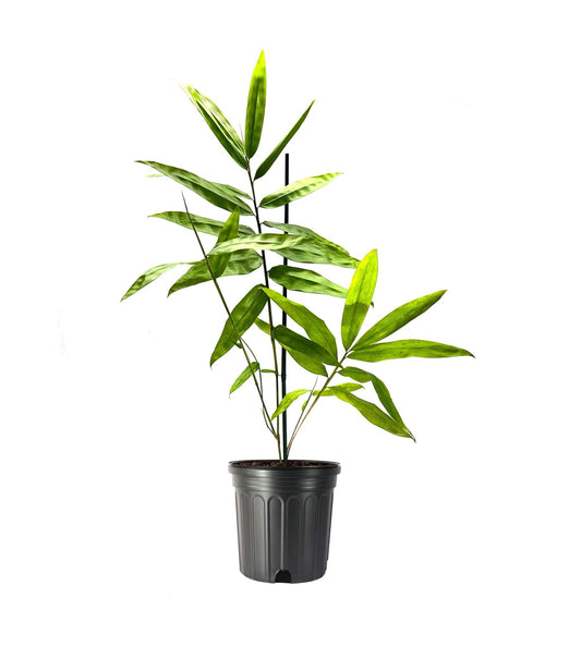 Black Bamboo | Dendrocalamus Asper Hitam | Live Gallon Size Plants | Exotic Tropical Decor | Fast Growing Privacy Screen | Unique & Hardy