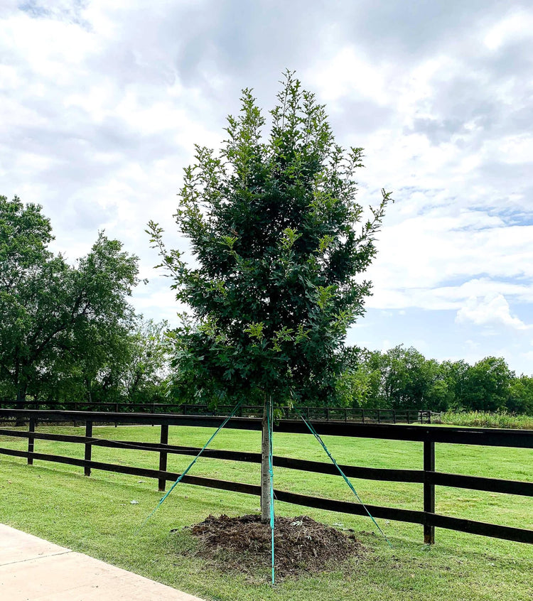 Shumard Red Oak | Large Gallon Size Pots | Quercus Shumardii | Shade Tree | Fast|Growing Landscape Plants
