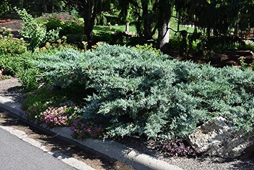 Blue Pfitzer Juniper | 10 Live Plants | Juniperus Chinensis | Drought Tolerant Cold Hardy Evergreen Groundcover