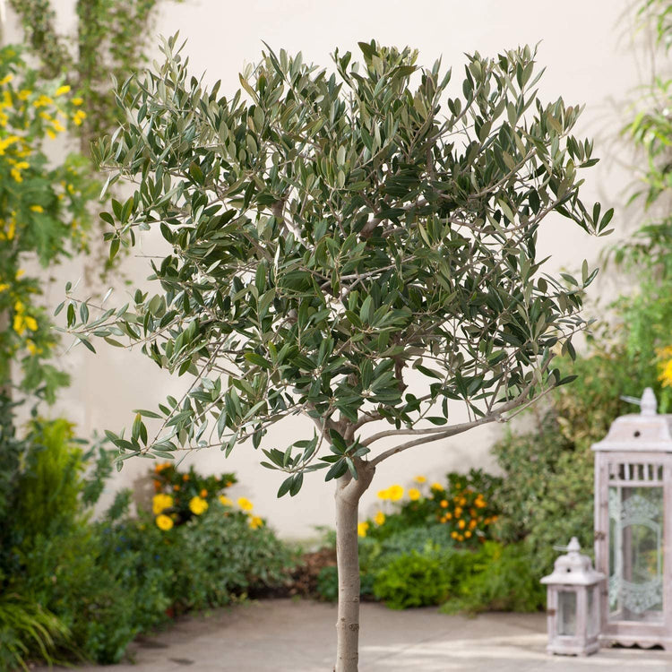 Arbequina Olive Tree | Live 4 Inch Pot | Grow Your Own Olives Indoors