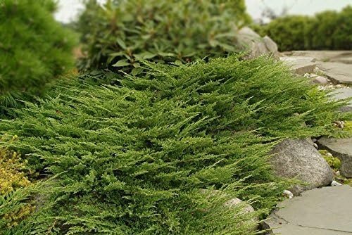 Seaspray Juniper | Extra Large 3 Gallon Plant | Elegant & Hardy Evergreen Shrub, Ideal for Ground Cover, Landscaping, Topiaries & Bonsai, Vibrant, Low|Maintenance & Drought|Resistant