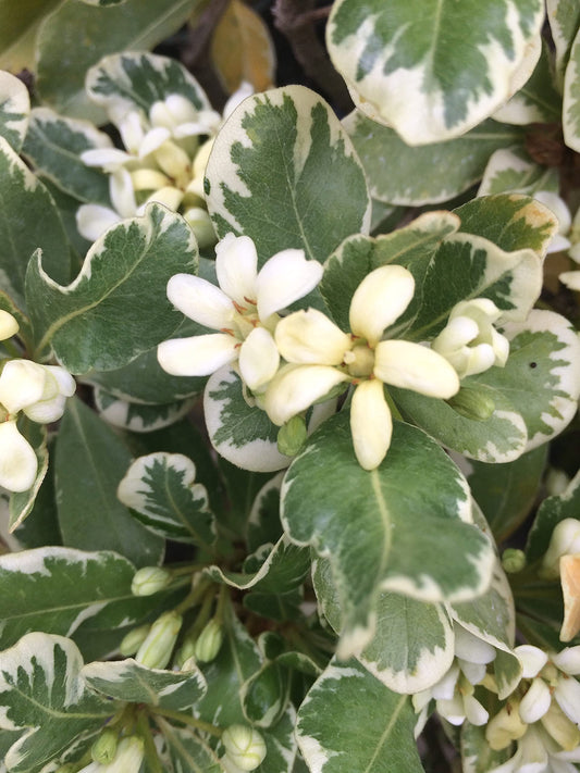 Pittosporum Variegated I Large Gallon Size Plants I Pittosporum Tobria Variegatum I Live Striking Two|Tone Foliage for All|Year Visual Interest, Ideal for Hedges, Borders