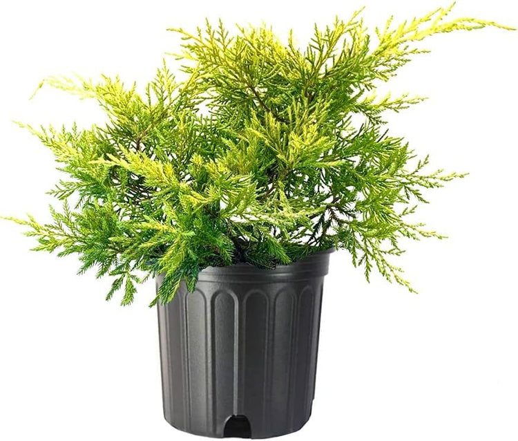 Juniper Saybrook Gold | Live Gallon Size Plants | Juniperus Chinensis | Cold Hardy Evergreen Groundcover