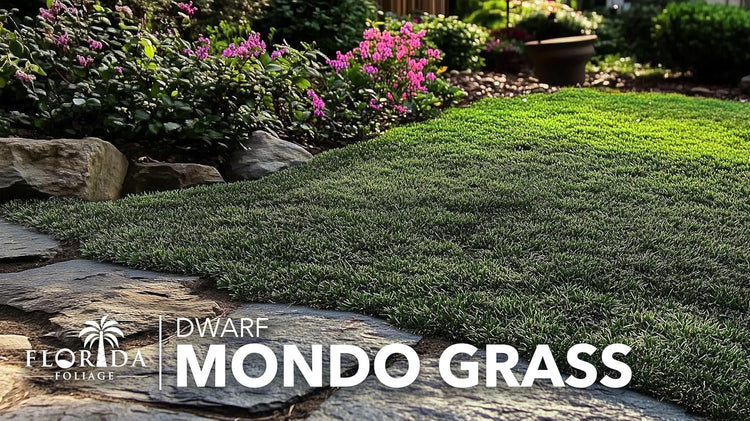 Dwarf Mondo Grass | Large 4 Inch Pots | Ophiopogon Japonicus Nanus | Live Evergreen Shade Loving Groundcover