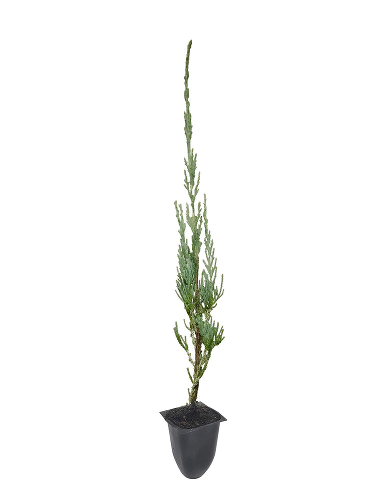 Skyrocket Juniper | Live 2" Pots | Juniperus Scopulorum | Upright Evergreen Trees
